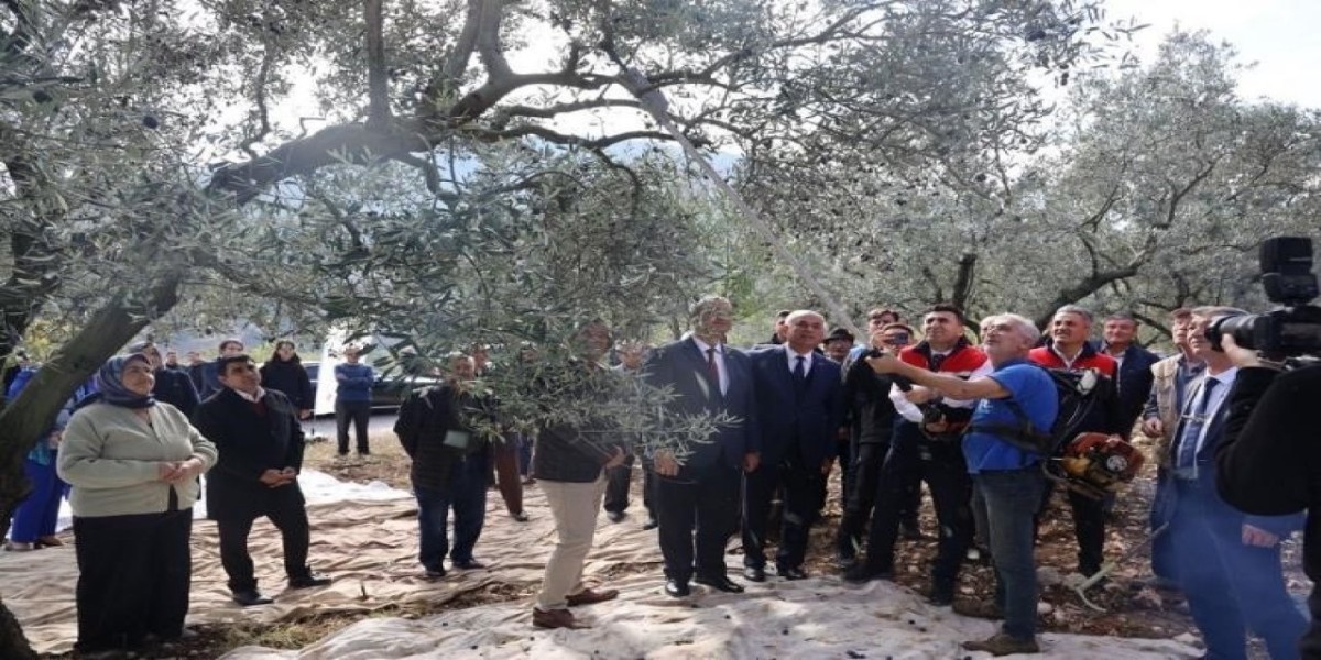 Zeytin her tanesi ömre ömür katıyor