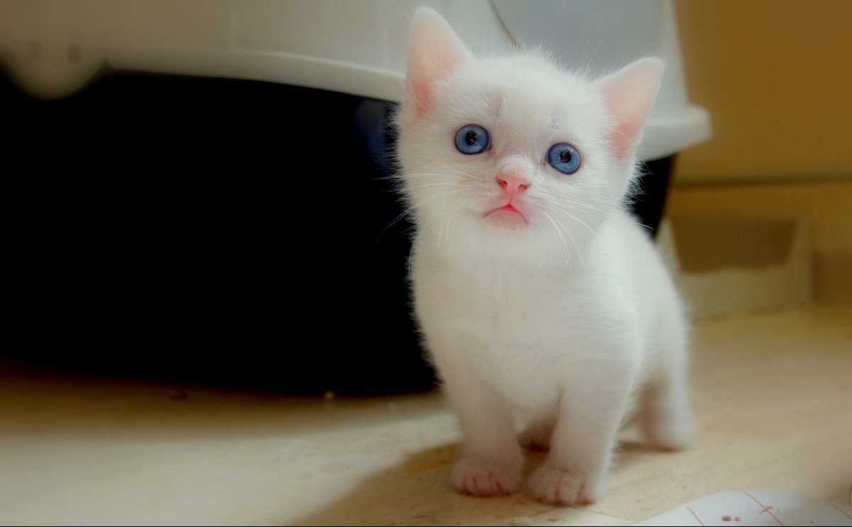 bu hatalar kedileri mutsuz ediyor
