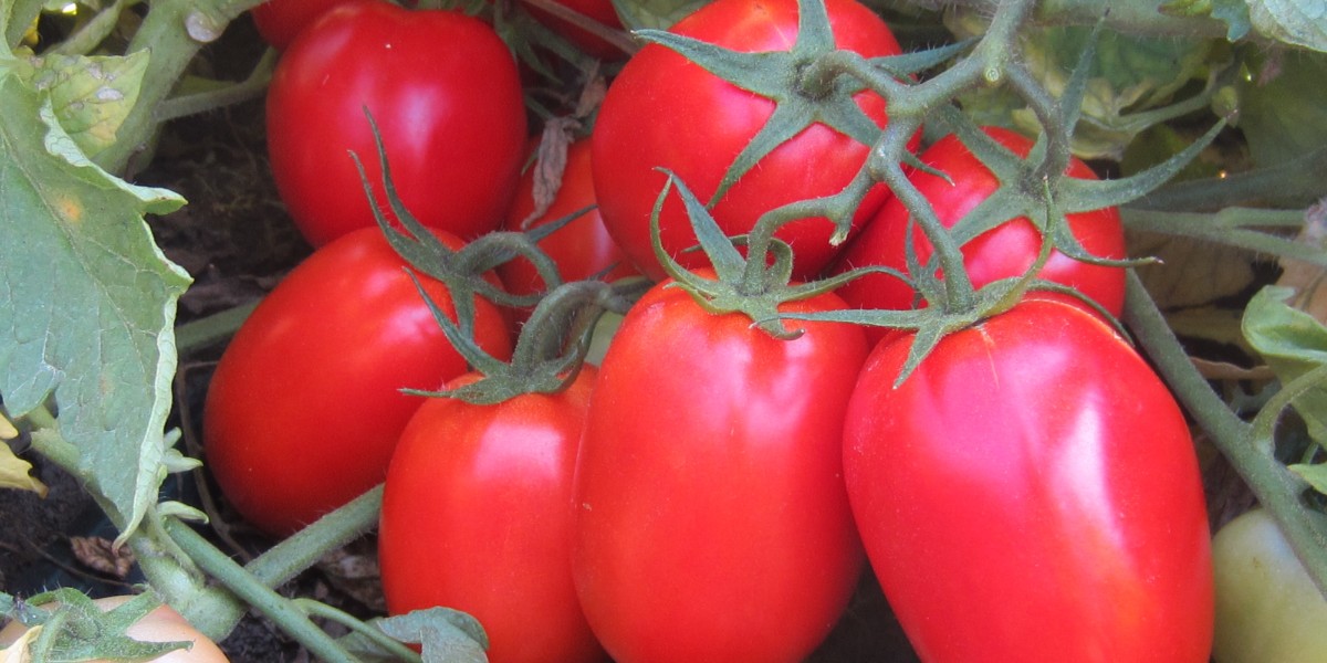 domates lekesinden kurtulma yöntemleri