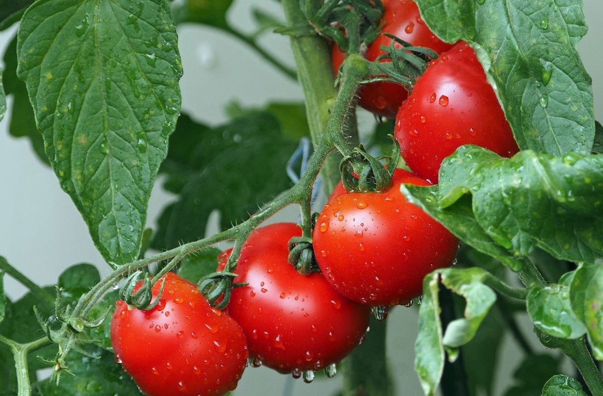 domatesin doğru tüketimi