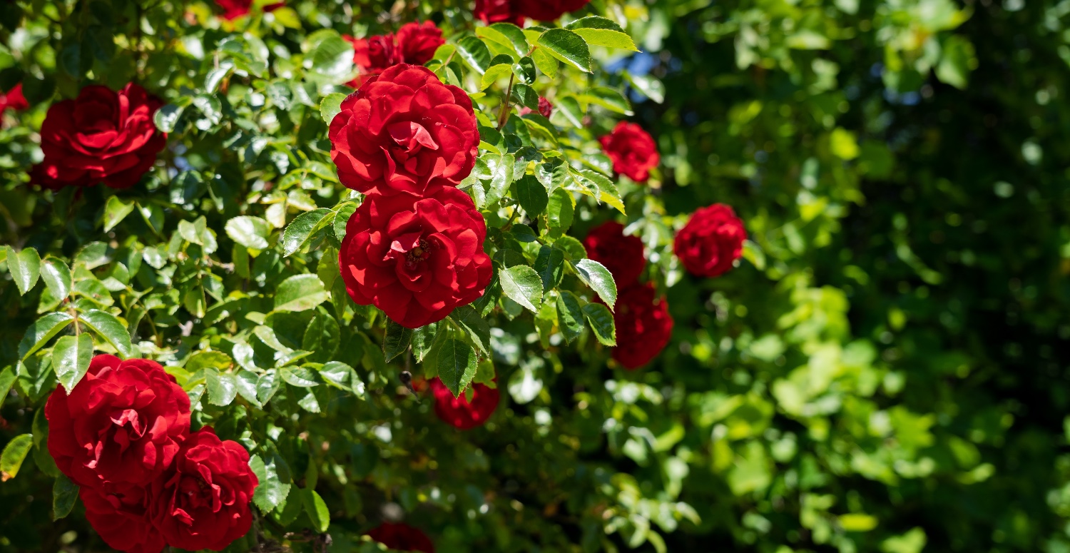 Gülün tanesi 15 TL'den satışta