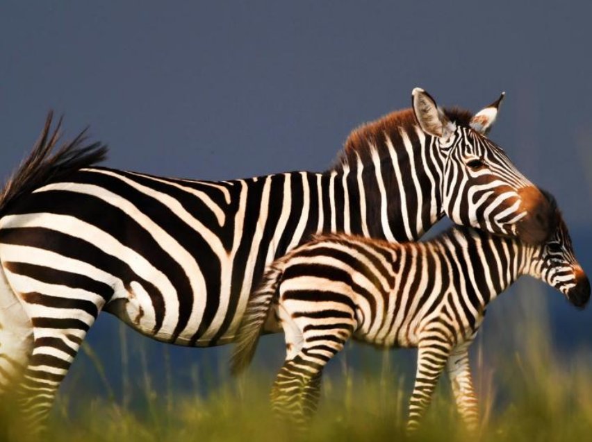 Zebralar hangi renk? Beyaz rengin üzerinde siyah çizgiler mi yoksa siyah rengin üzerine beyaz çizgileri mi var? İşte cevabı!