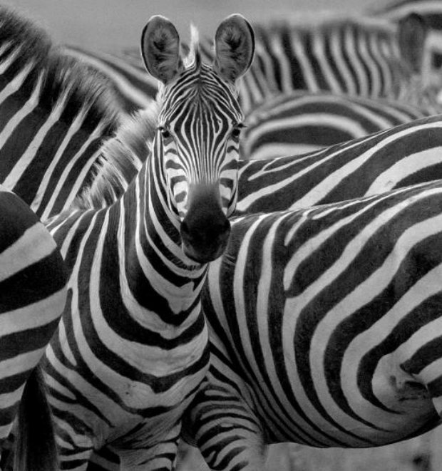 Zebralar hangi renk? Beyaz rengin üzerinde siyah çizgiler mi yoksa siyah rengin üzerine beyaz çizgileri mi var? İşte cevabı!