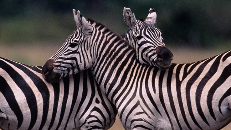 Zebralar hangi renk? Beyaz rengin üzerinde siyah çizgiler mi yoksa siyah rengin üzerine beyaz çizgileri mi var? İşte cevabı!