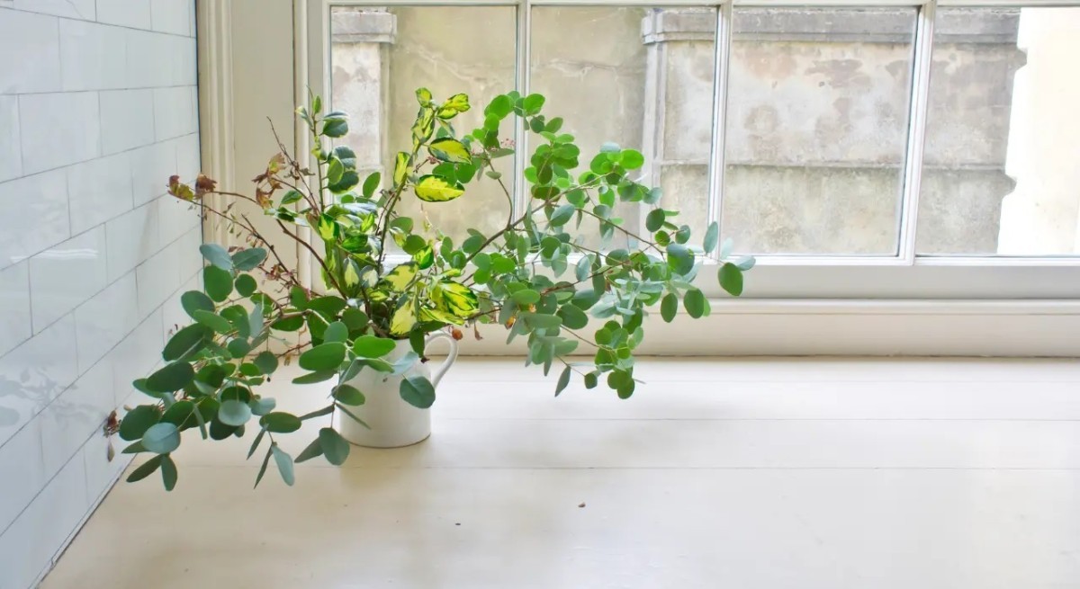 Yaprakların sararmasının olası nedenleri