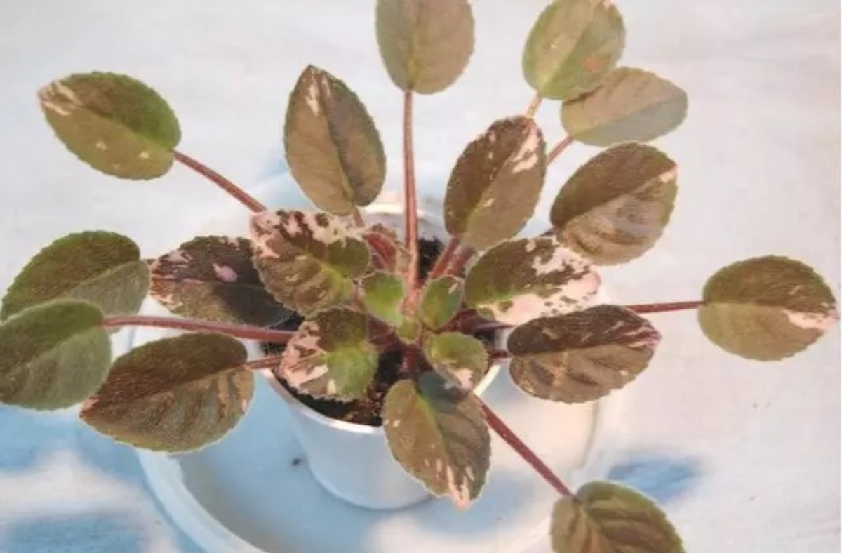 Yaprakların sararmasının olası nedenleri