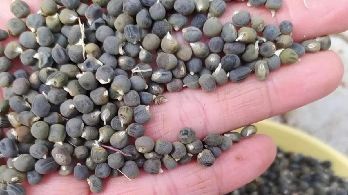 bamya tohumunun faydaları