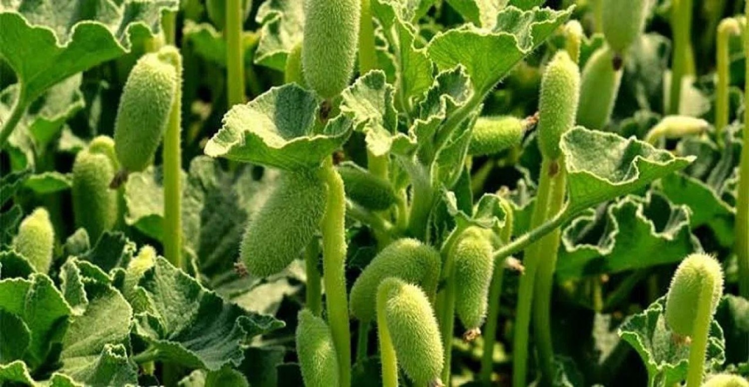 eşek hıyarı neden kokar