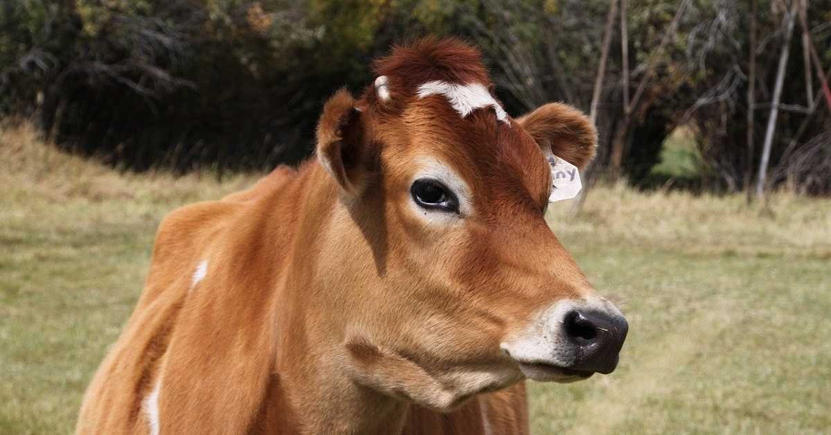 Jersey sütü nedir ve neden bu kadar popüler? Jersey sütünün faydaları nelerdir?