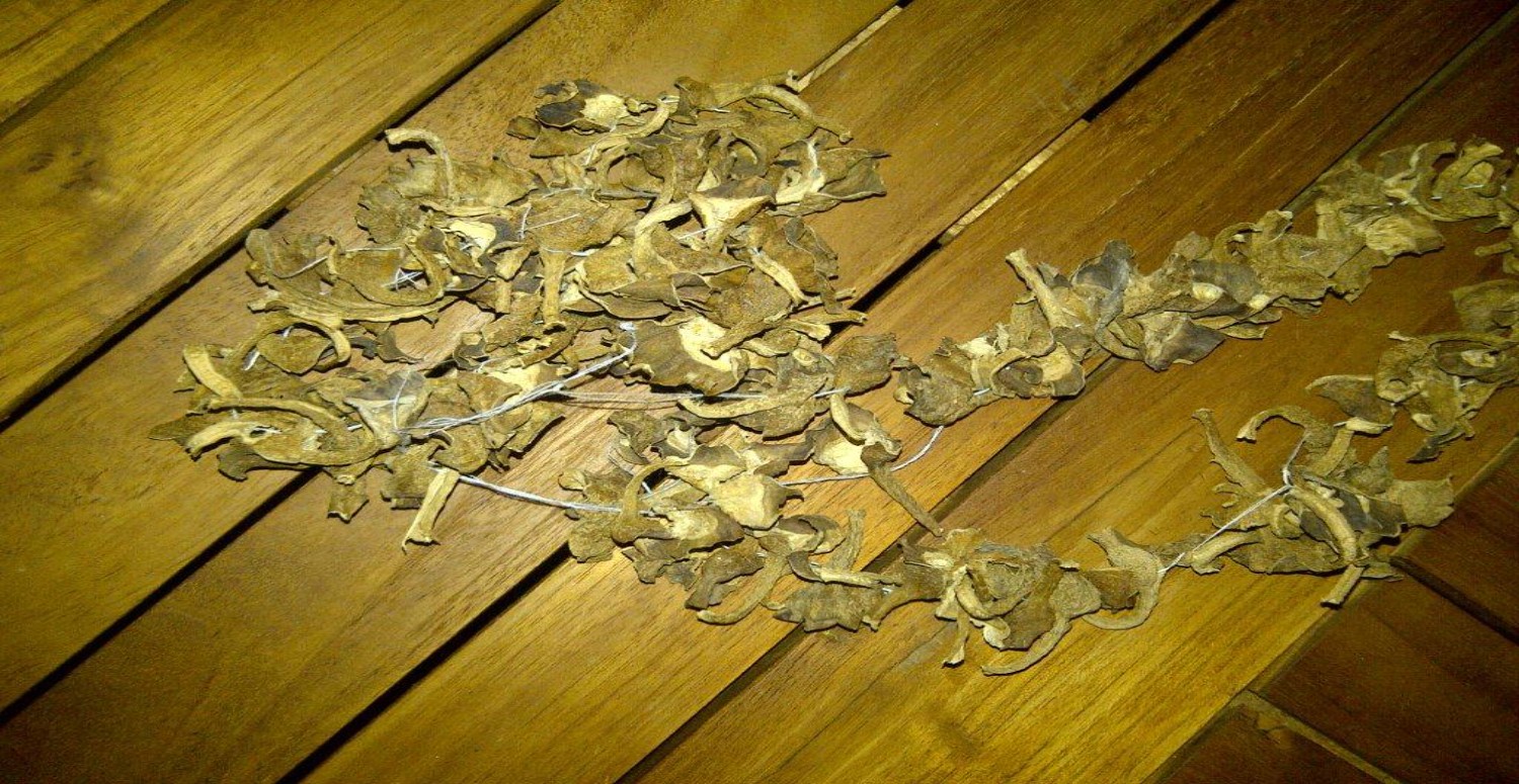 PATLICAN SAPI KÜRÜ