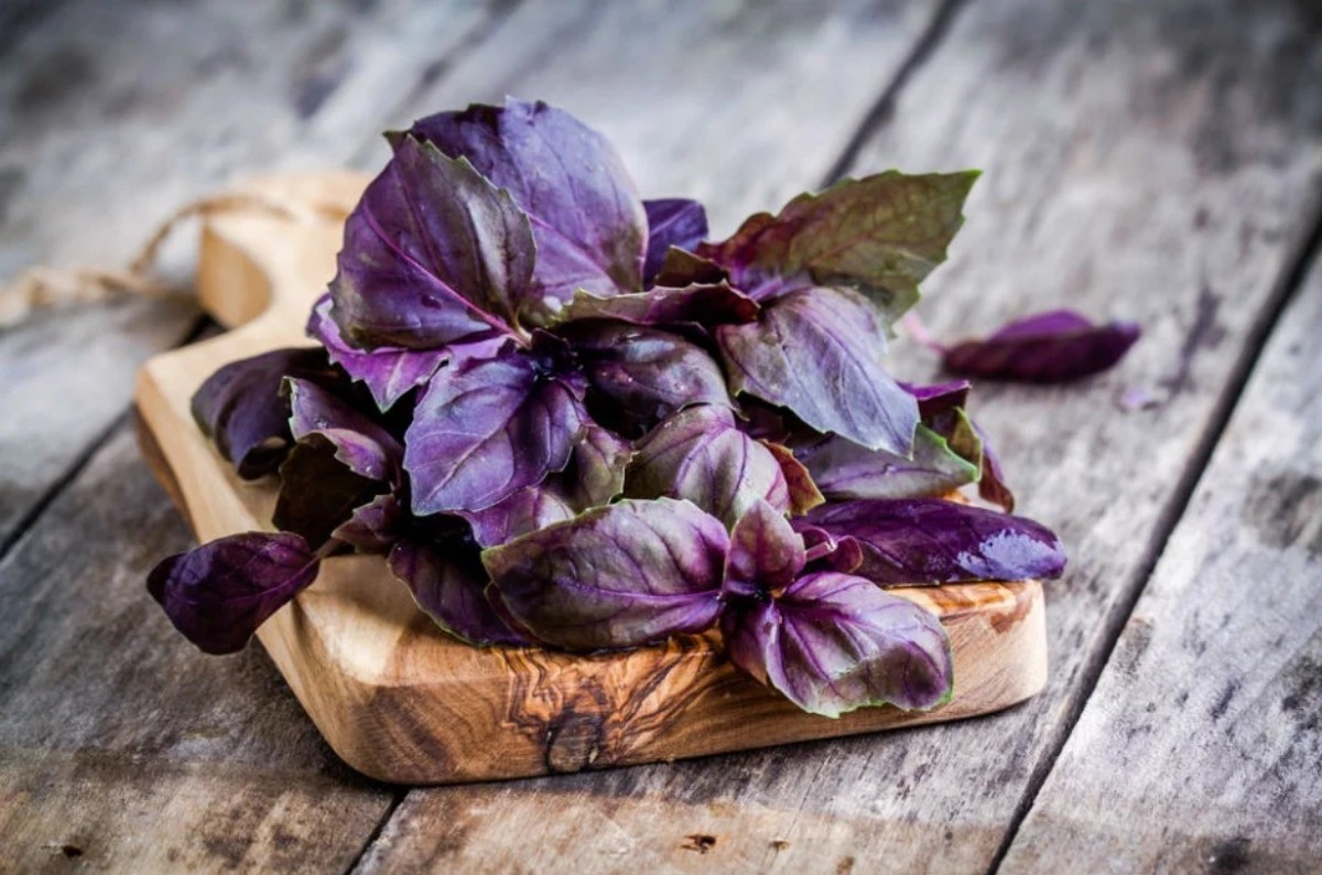 reyhanın faydaları