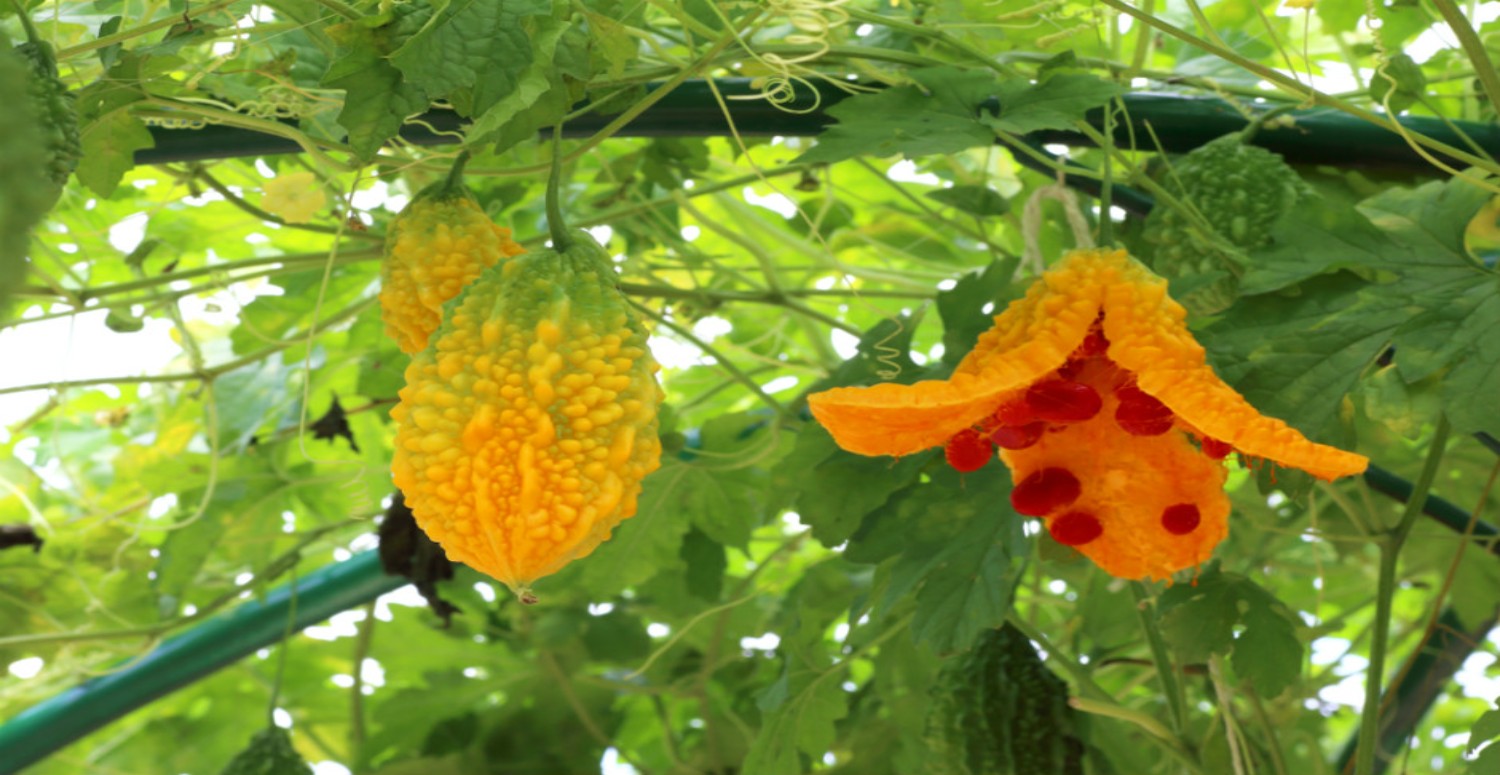Tansiyonu Ne Düşürür