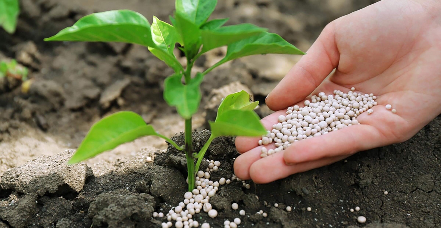 Yaş çay üretiminde kullanılan gübre fiyatları dudak uçuklatıyor! Fiyatlar asgari ücreti bile solladı geçti