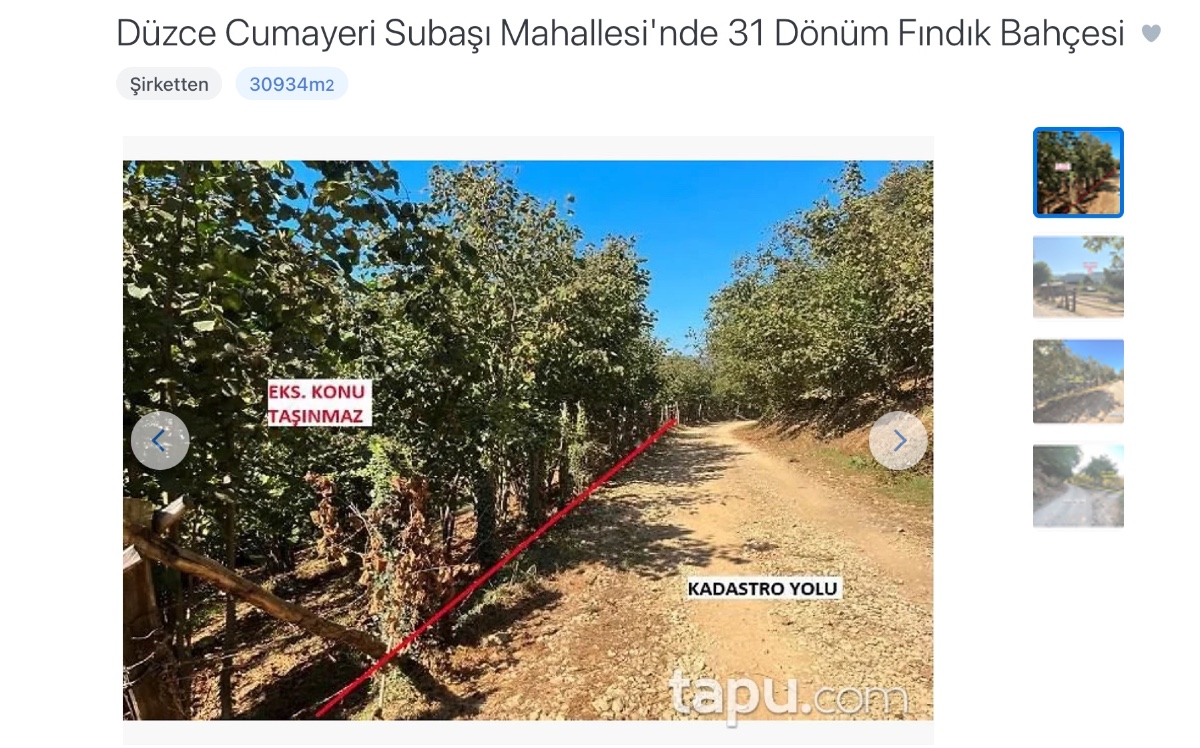 31 dönüm fındık bahçesi açık artırmayla satışa çıkartıldı! Yatırım yapmak isteyen bu fırsatı kaçırmasın