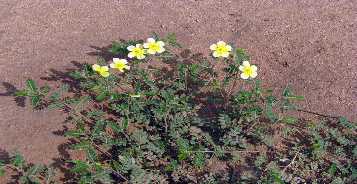 çoban çökerten nedir