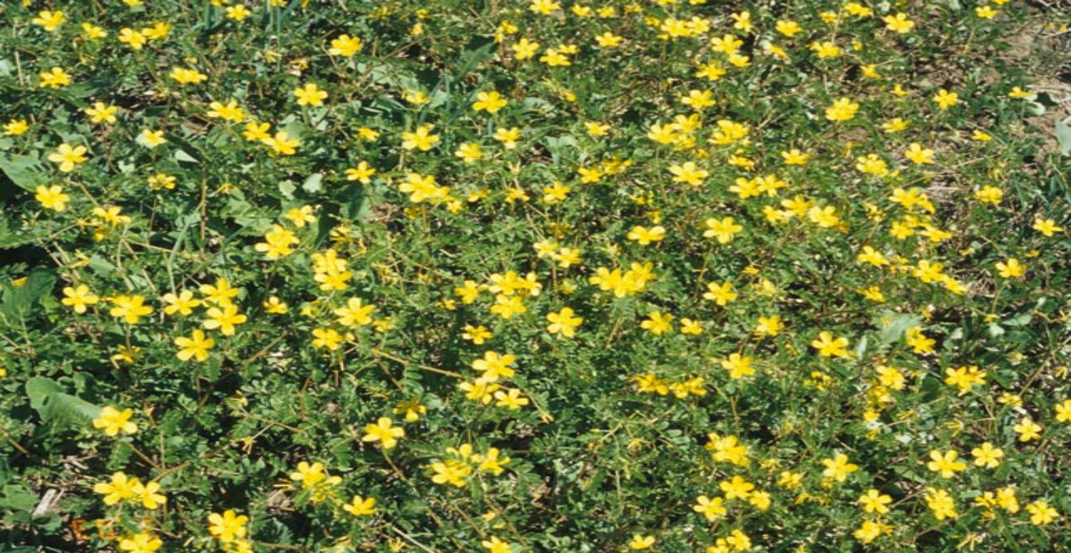 çoban çökerten otu