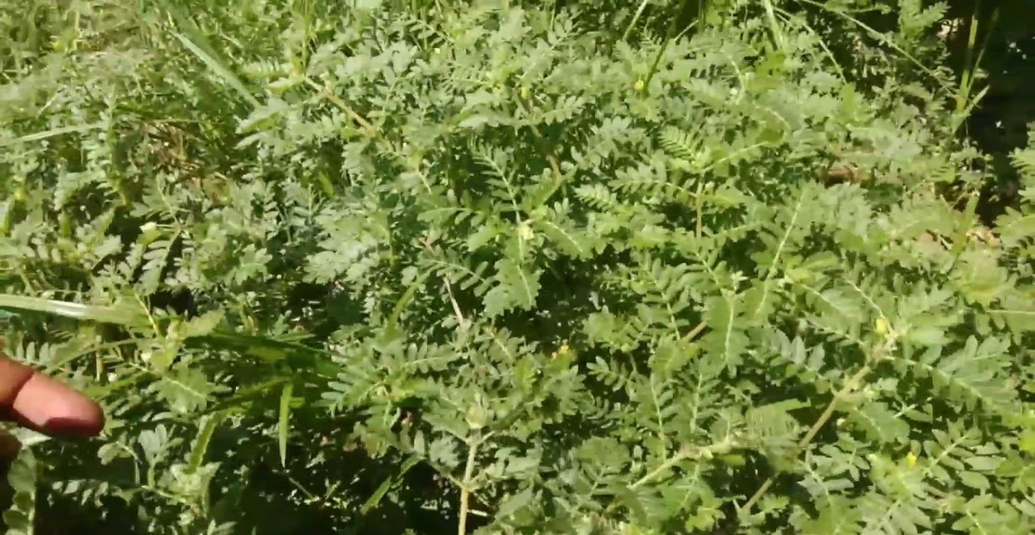 çoban öçökerten otu etkisi