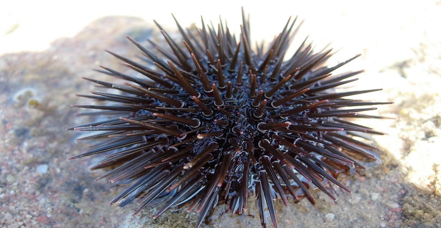 DİKENLİ DENİZ KESTANESİ