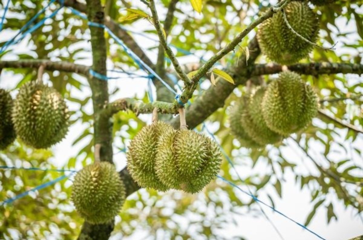 Durian meyvesinin faydaları