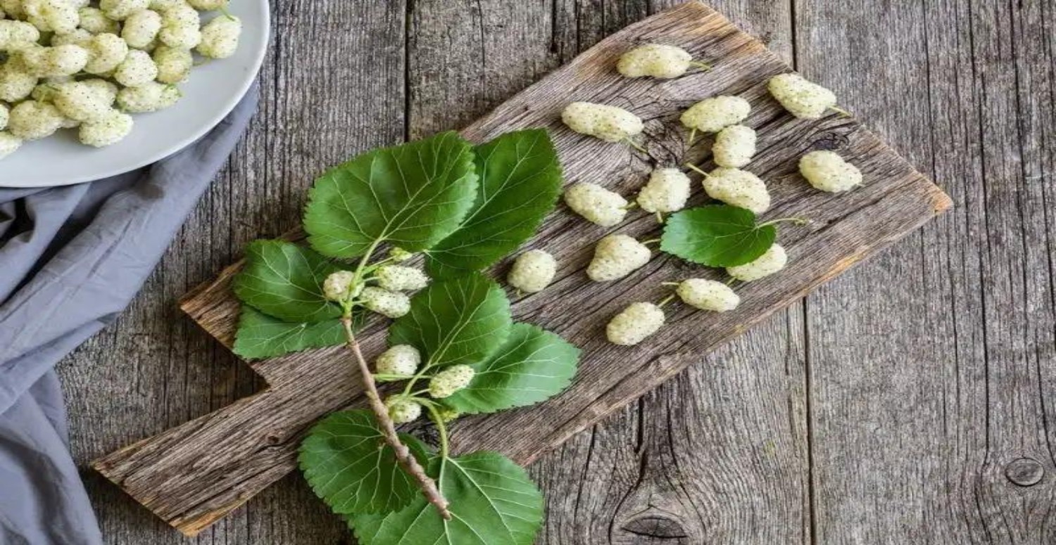 dut yaprağı özellikleri