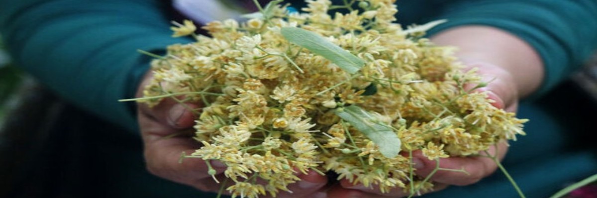 hamileler ıhlamur içebilir mi