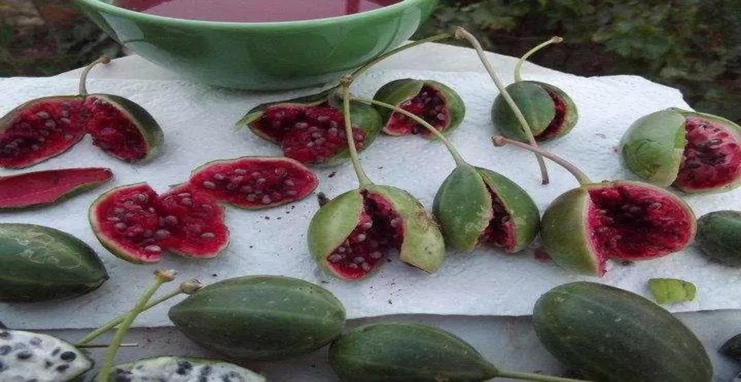 KAPARİ ÖZELLİKLERİ