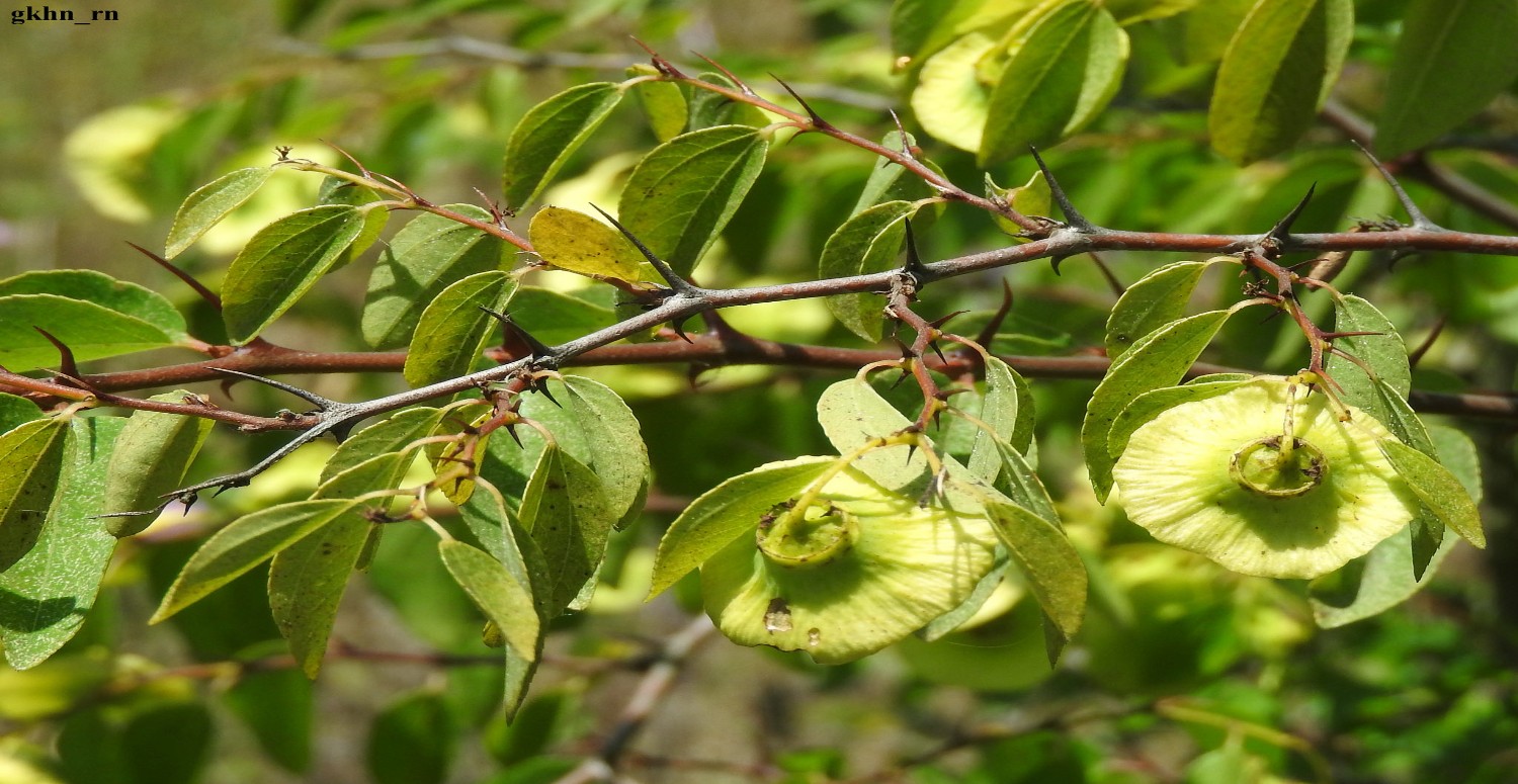 KARAÇALI ÖZELLİKLERİ