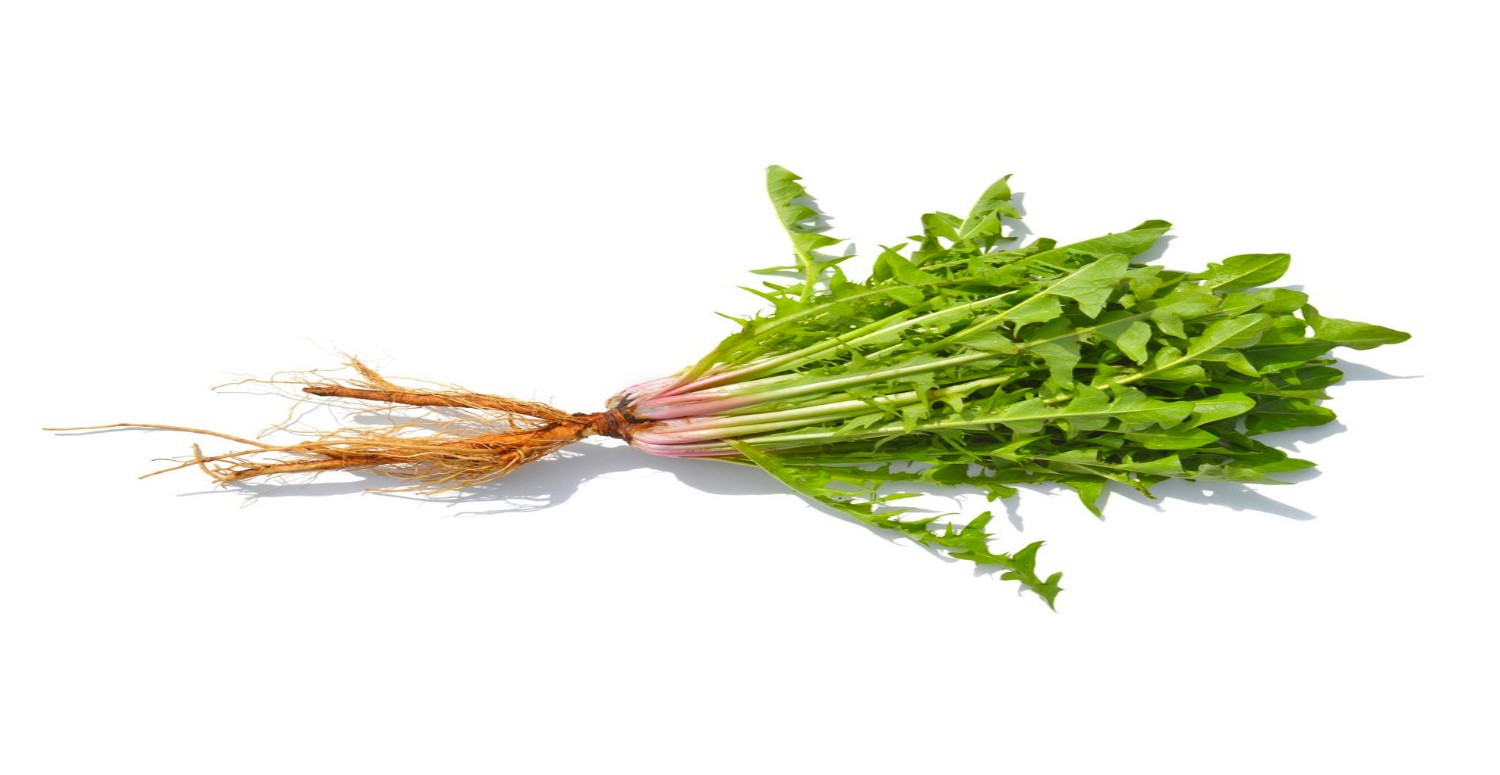 KARAHİNDİBA ÖZÜ HAKKINDA