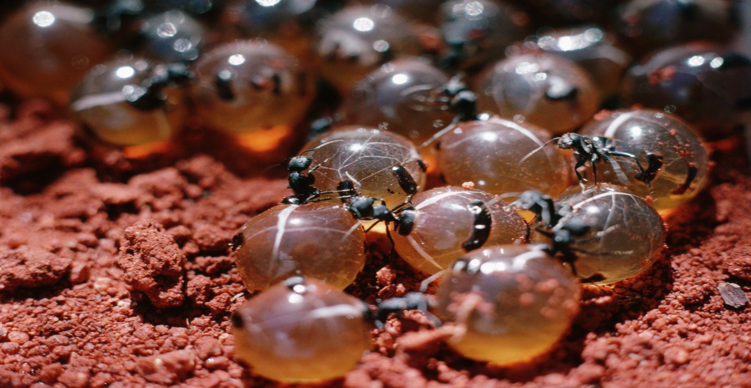 KARINCA YUMURTASI YAĞI