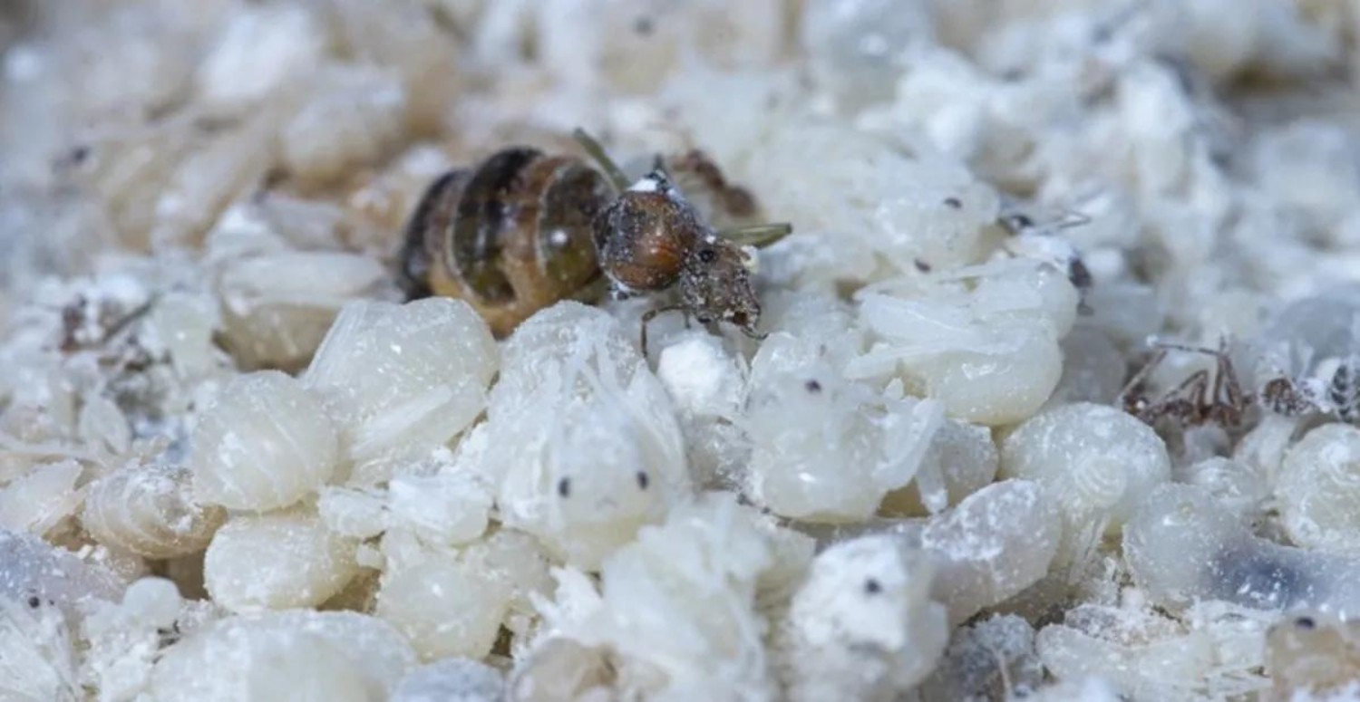 KARINCA YUMURTASI YAĞI ÖZELLİKLERİ