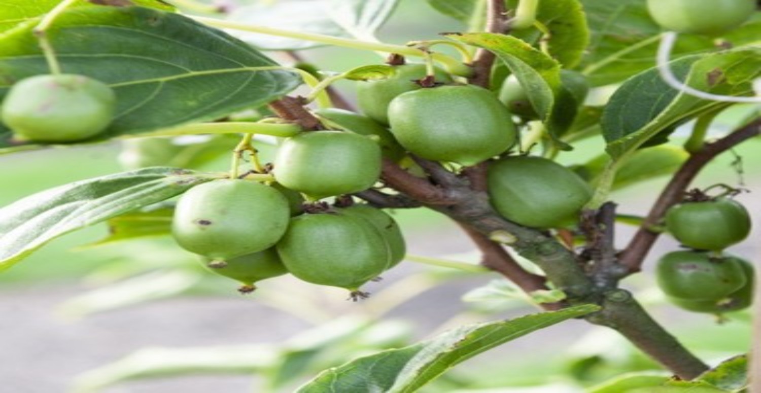 KİVİNİN FAYDALARI