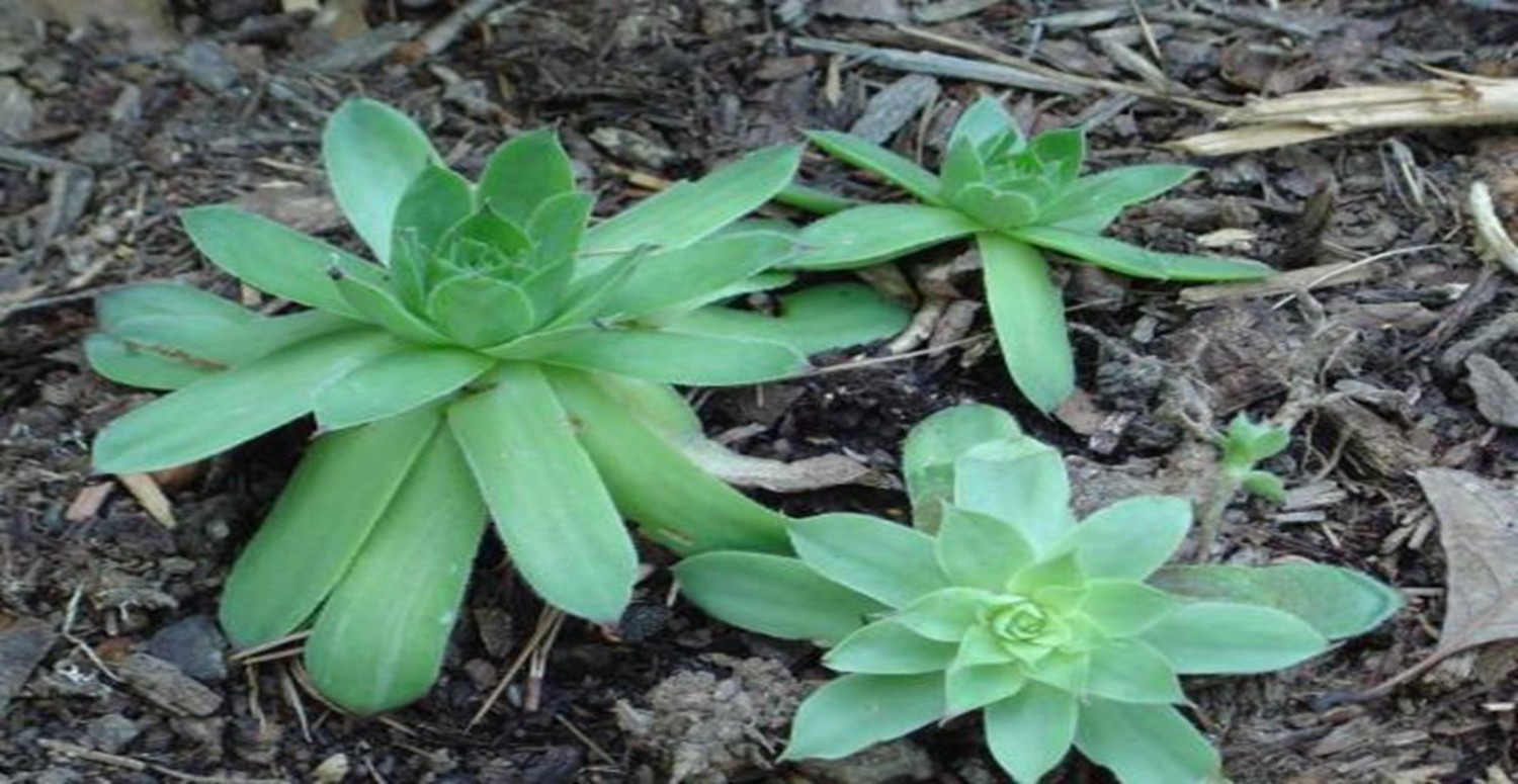 KULAK OTU VE ZEYTİNYAĞI