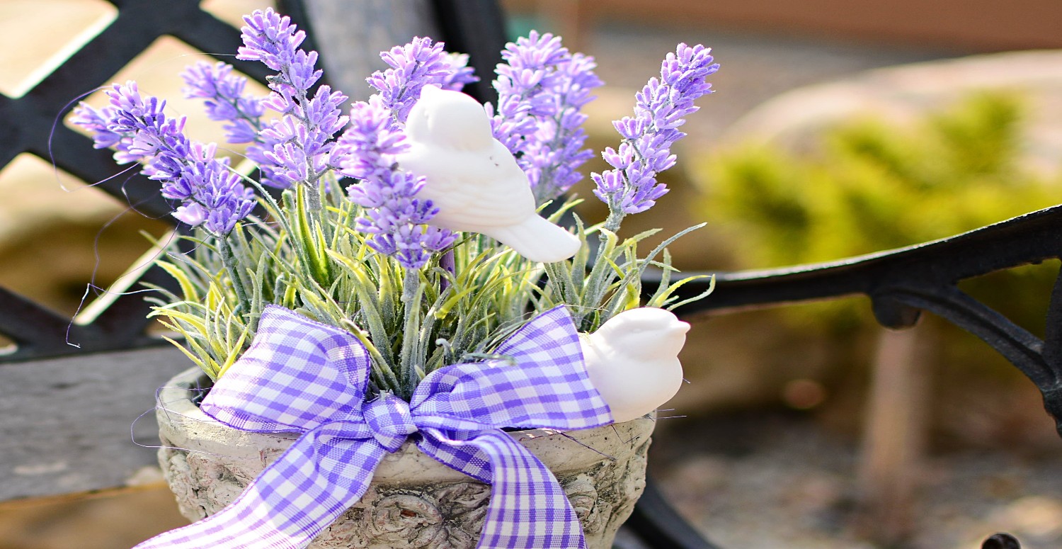 lavanta çiçeği özellikleri