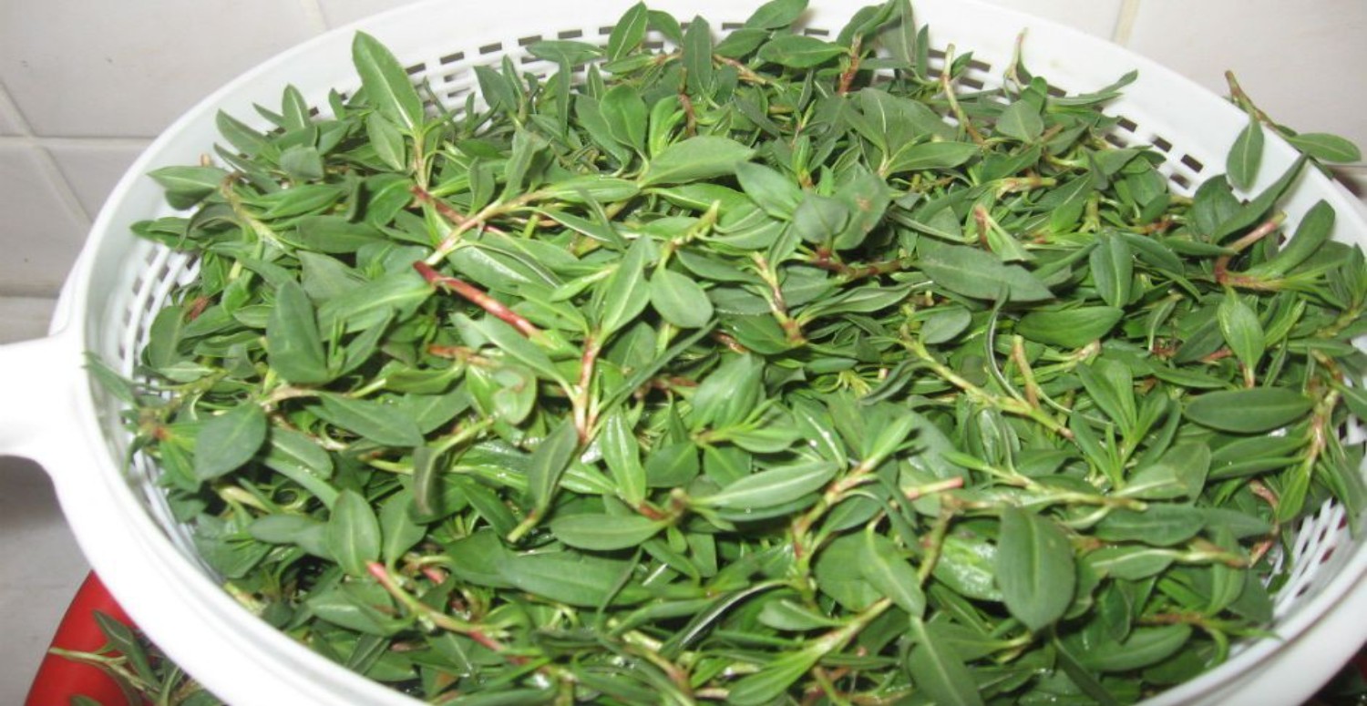 MADIMAK OTUNUN ÖZELLİKLERİ