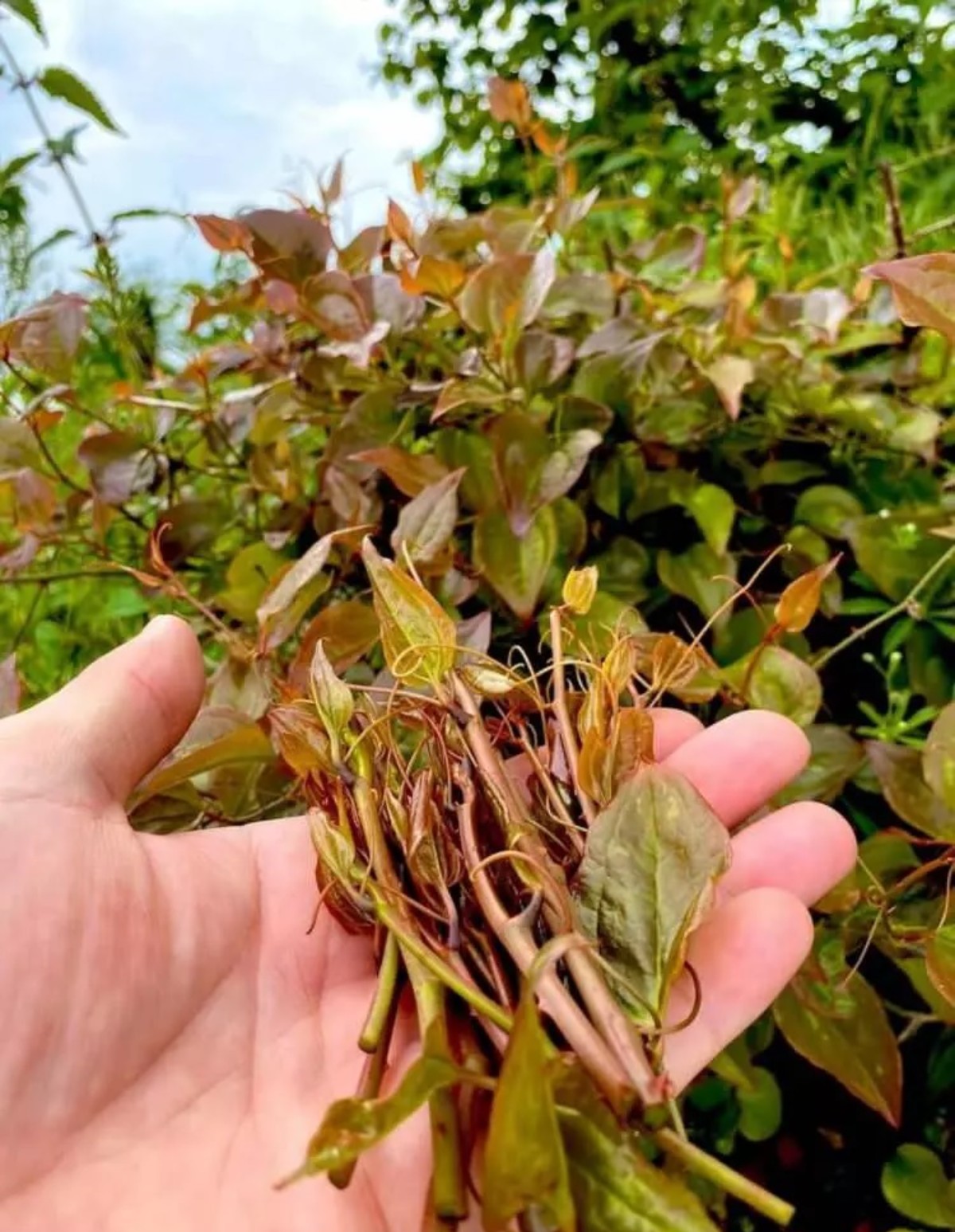 melocan bitkisinin faydaları