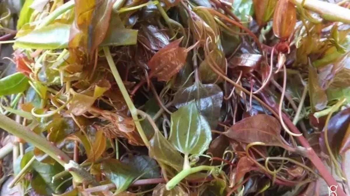 melocan bitkisinin faydaları