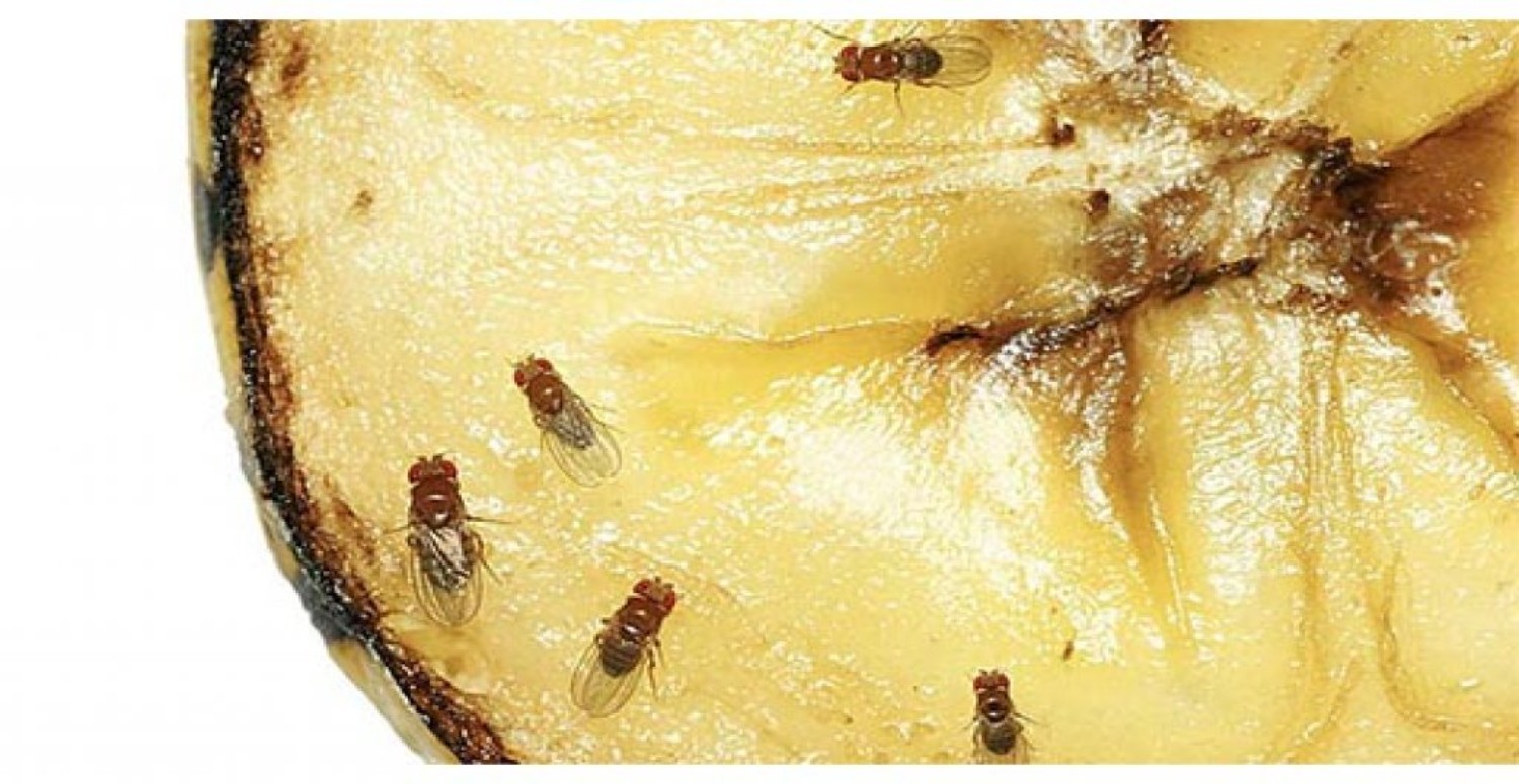 meyvelerdeki böcekler