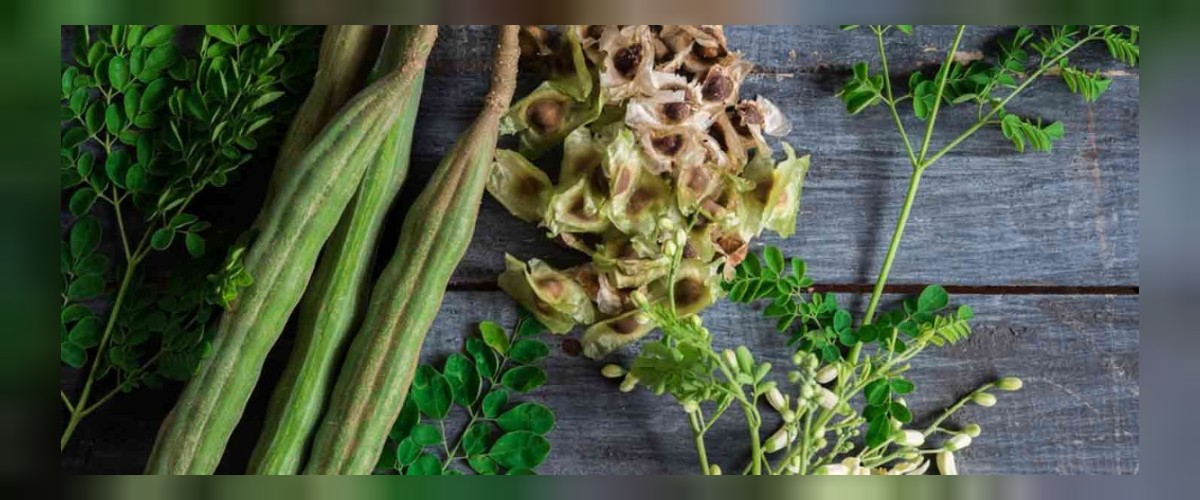 moringa bitkisinin faydaları