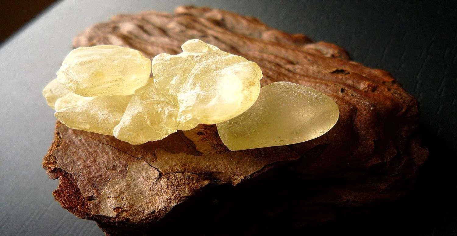 SANDALOZ SAKIZI FAYDALARI