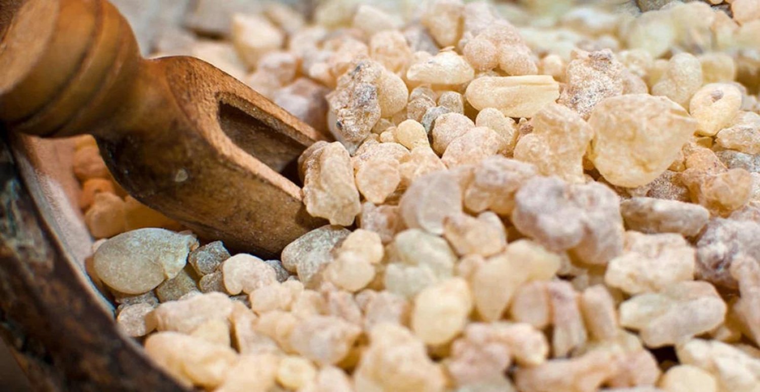 SANDALOZ SAKIZI HAKKINDA