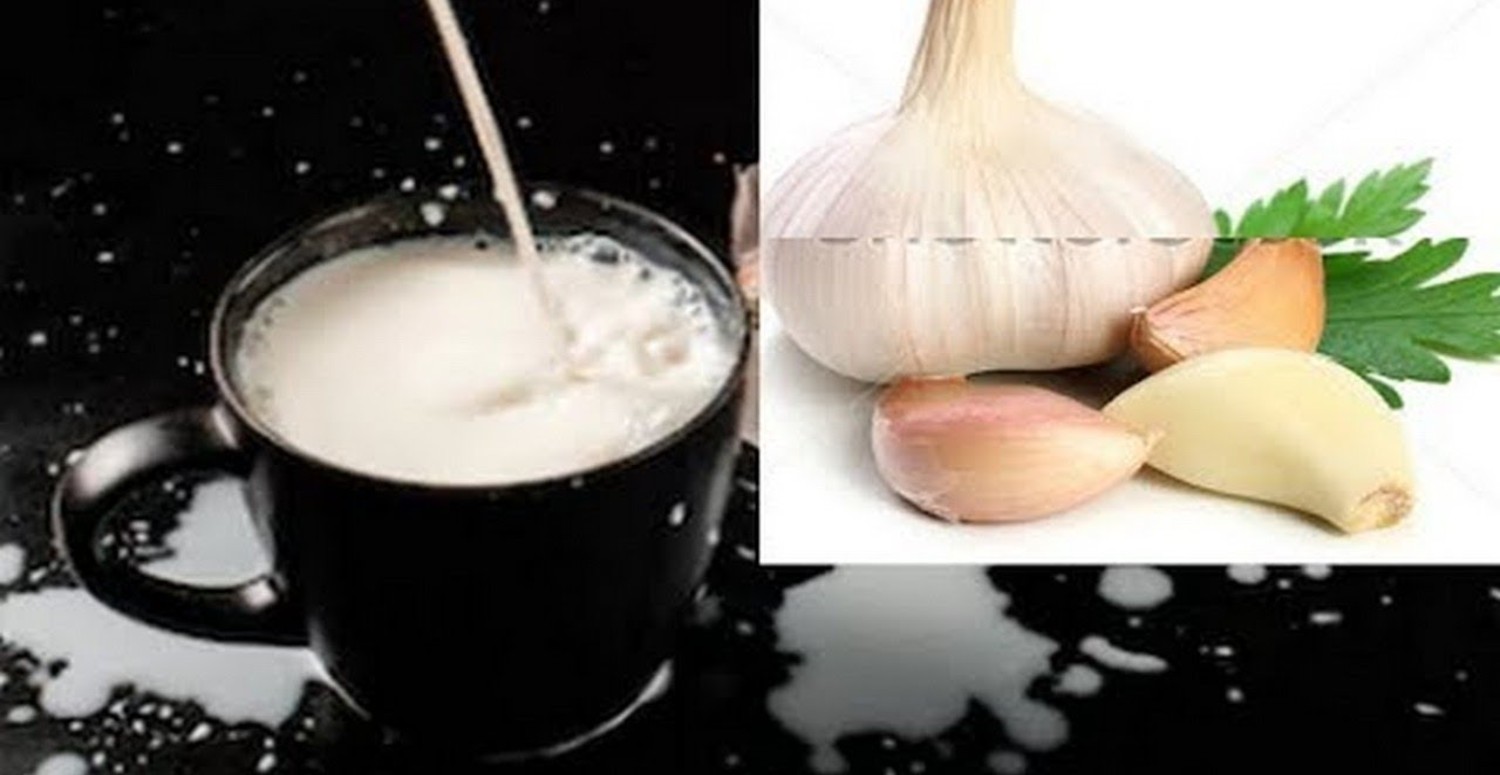 SARIMSAK SÜT ÖZELLİKLERİ