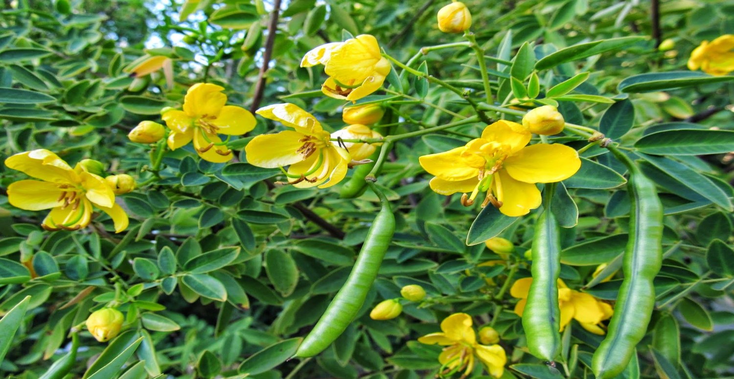 sinameki özellikleri