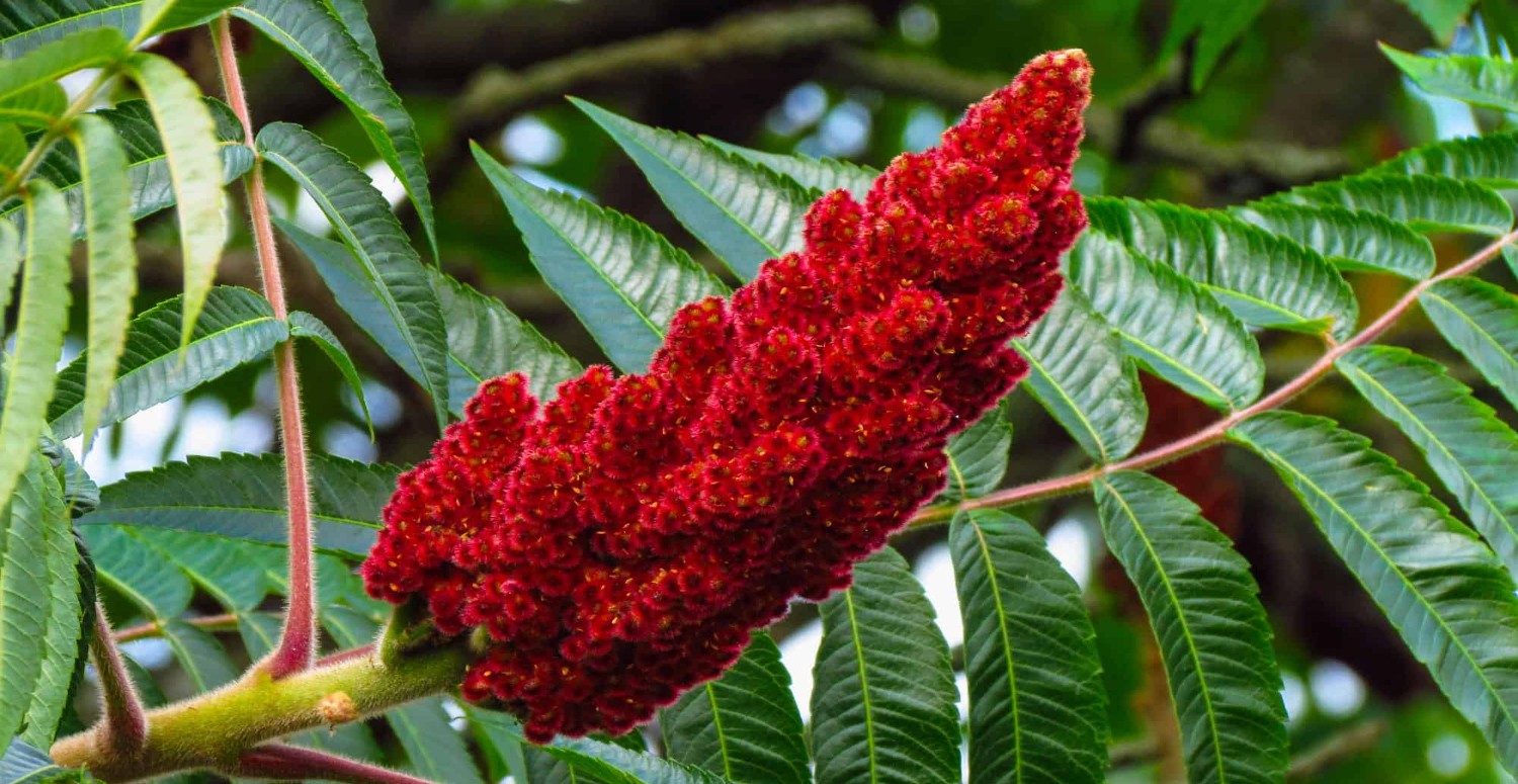 SUMAK ÖZELLİKLERİ