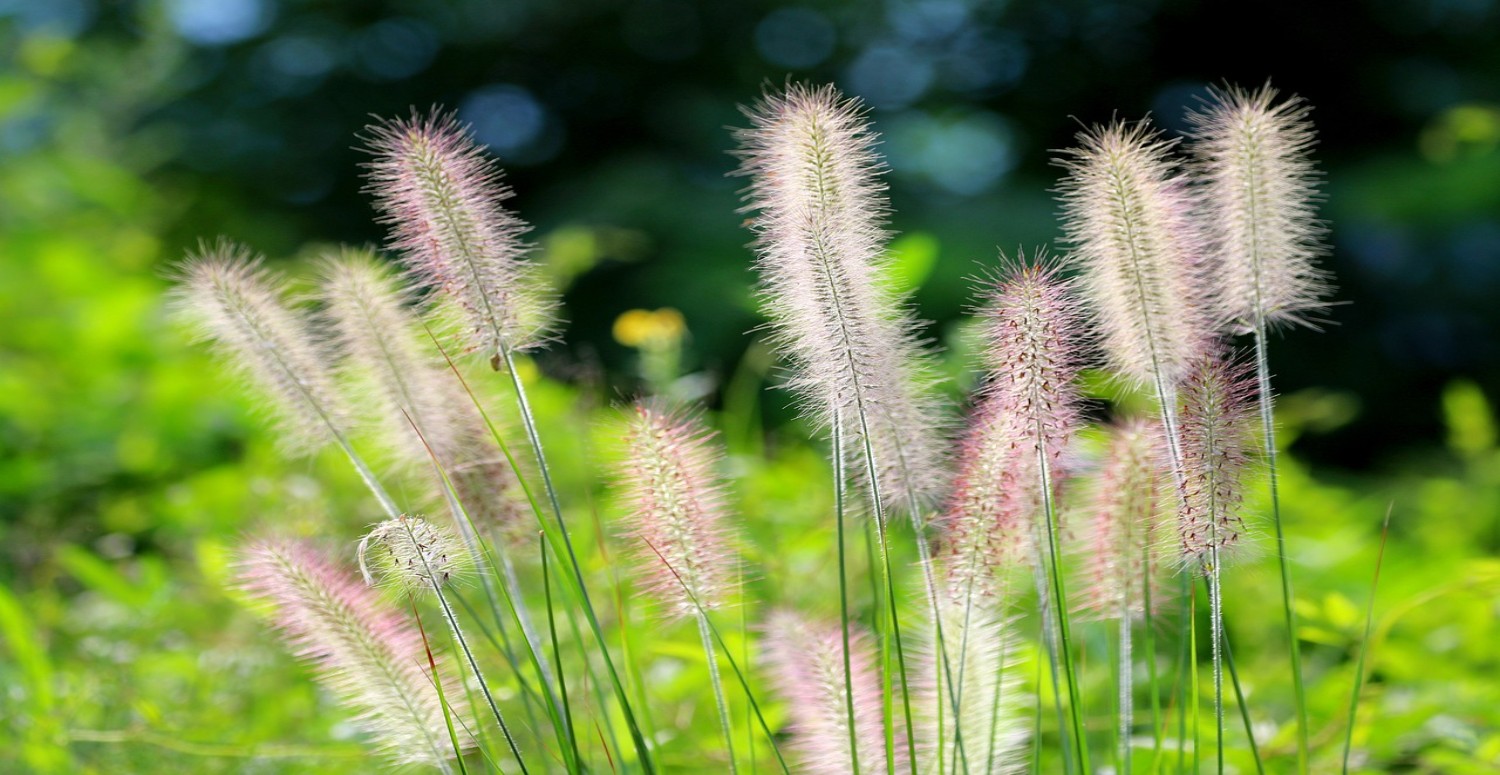 TİLKİ KUYRUĞU OTU