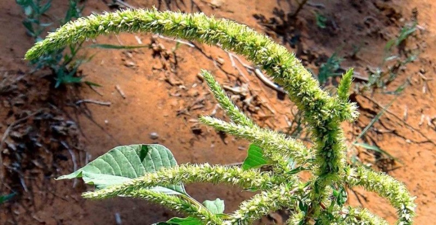 TİLKİ OTU HAKKINDA