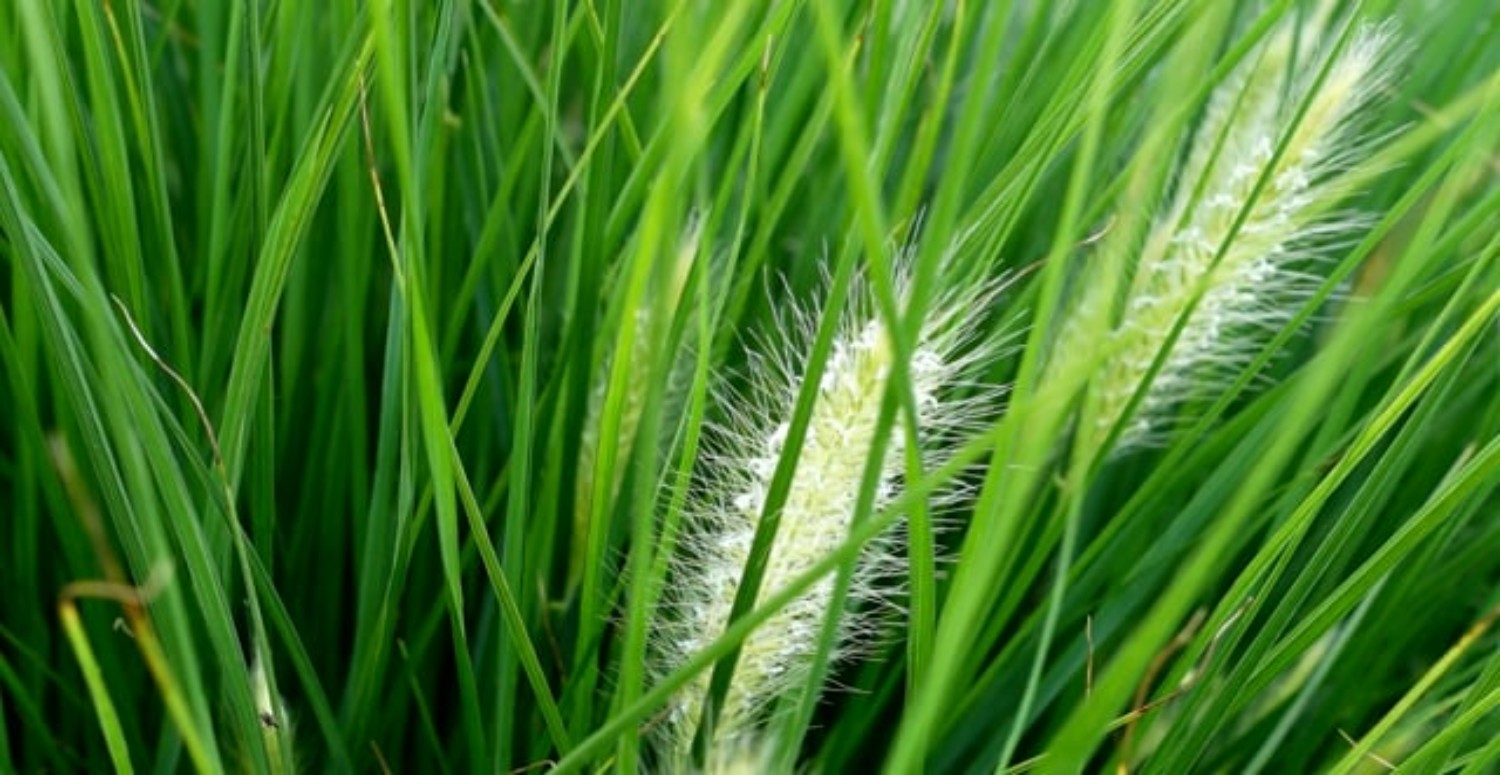 TİLKİ OTU ÖZELLİKLERİ