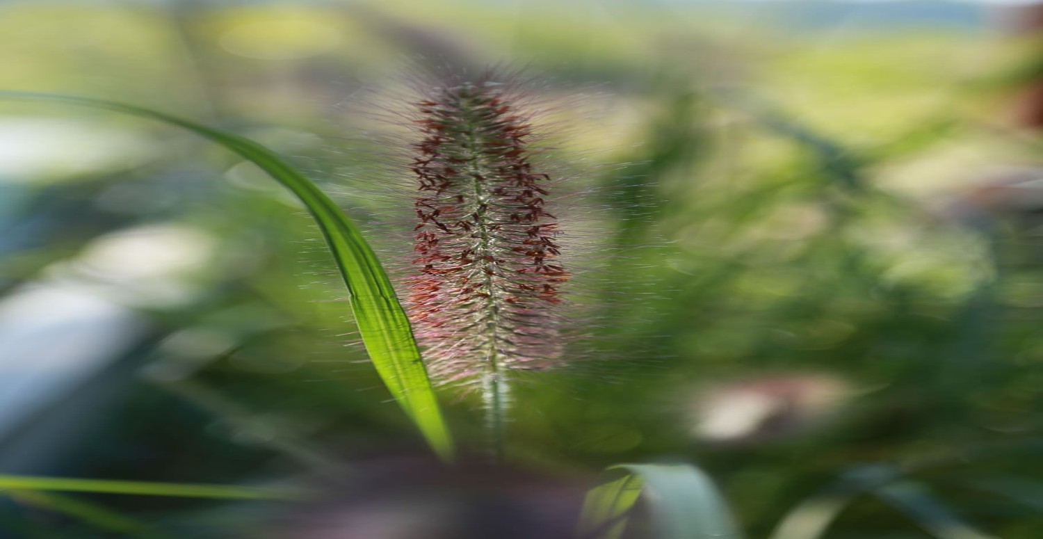 TİLKİ OTUNUN FAYDALARI