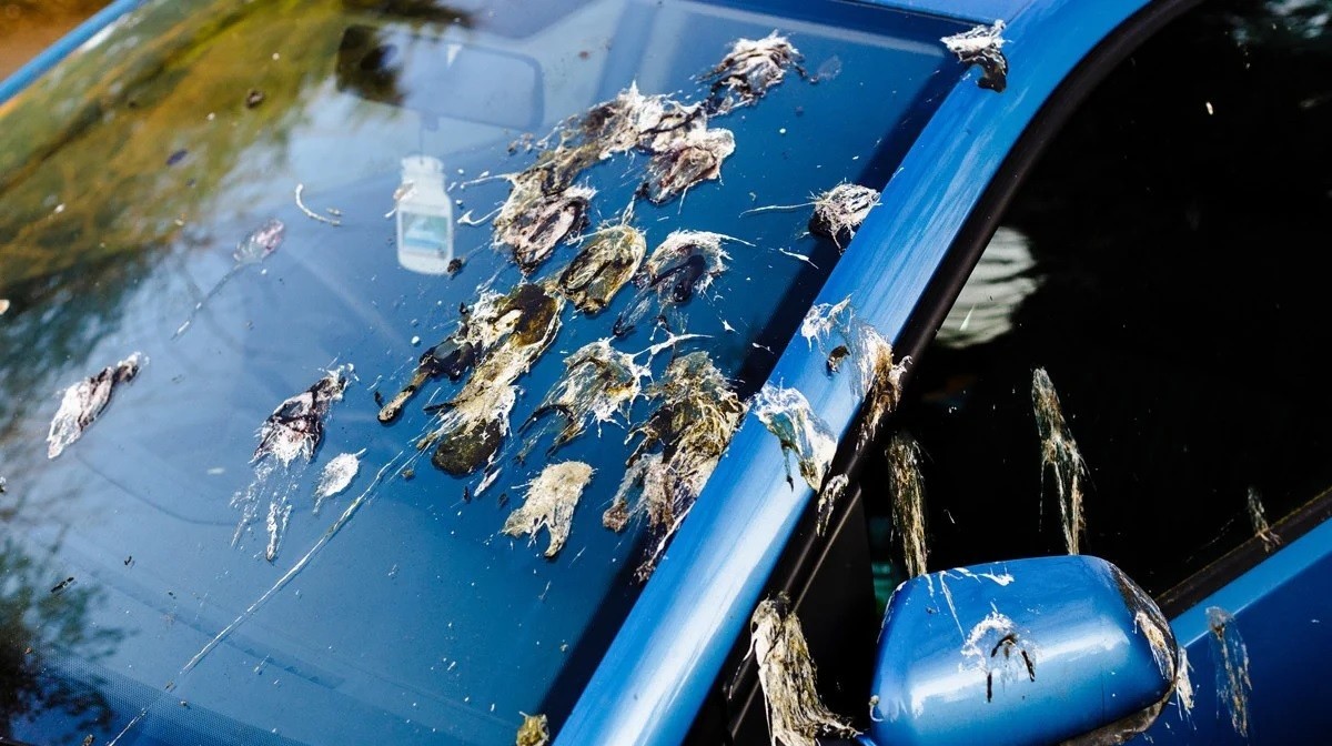 Araba camlarındaki kuş pisliğini 10 saniyede temizlemenin kolay yolu