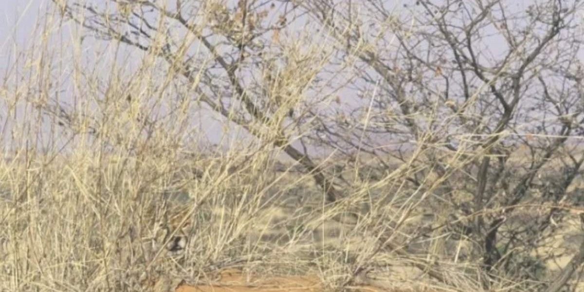 gizli hayvanı bulma testi