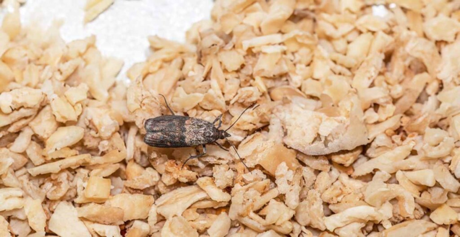 Güvelerden kurtulmanın pratik yolu! Bir damlası güveleri sonsuza kadar yok ediyor